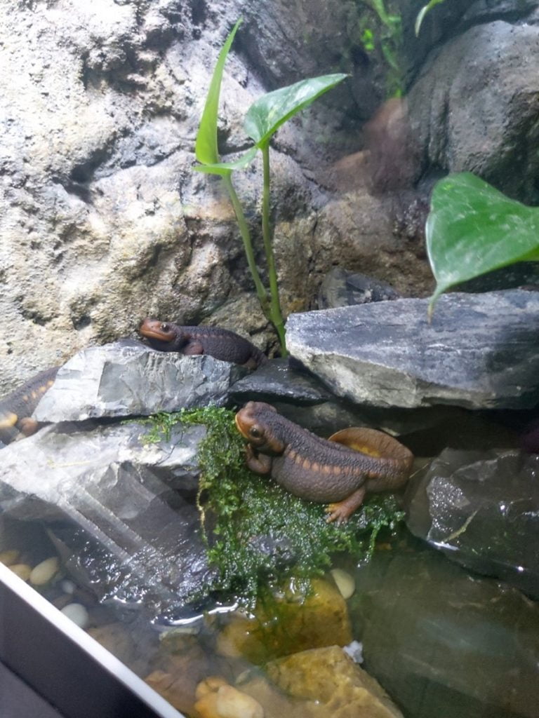 Meditatiivinen Aquaria Phuket Jewels of the Jungle