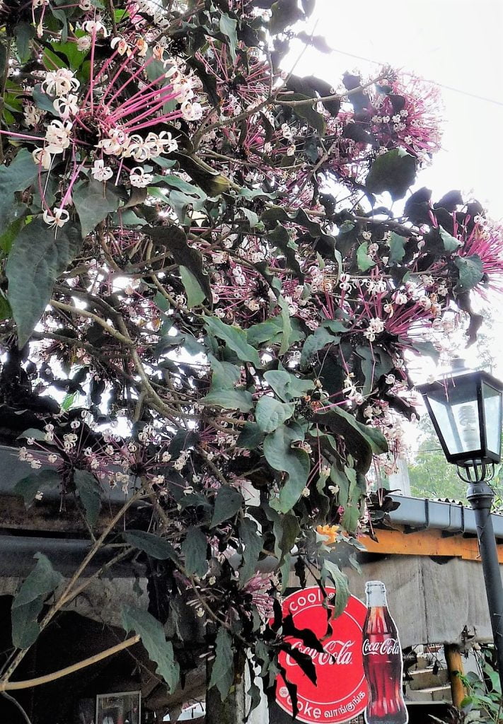 Sri Lanka - Ellan pieni kaupunki