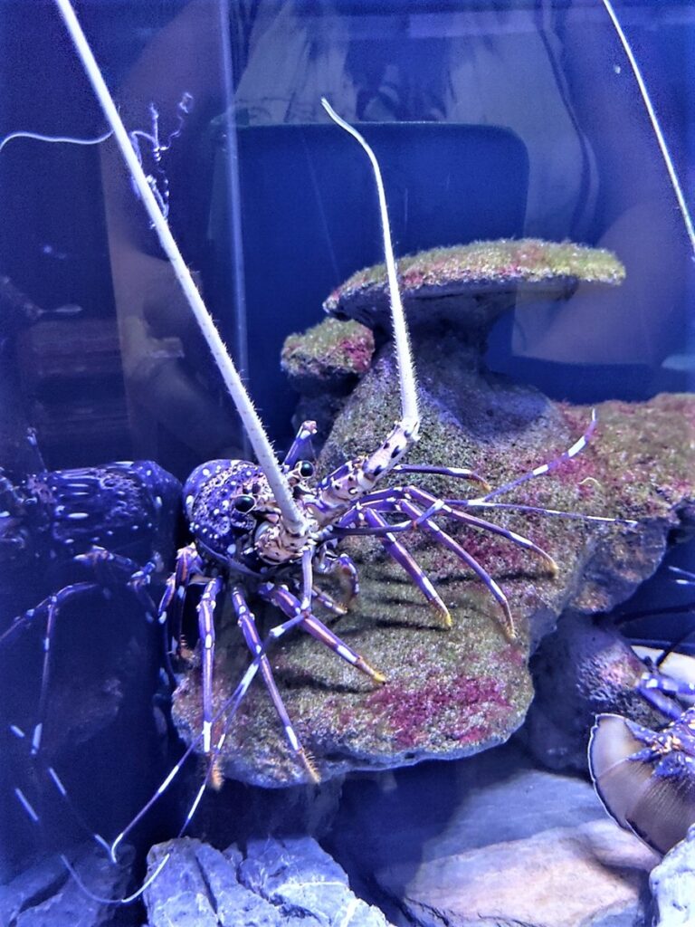 Meditatiivinen Aquaria Phuket