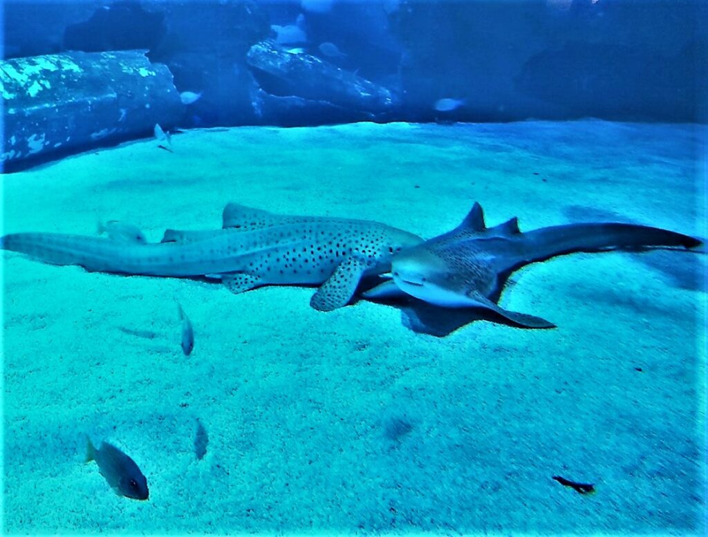 Meditatiivinen Aquaria Phuket