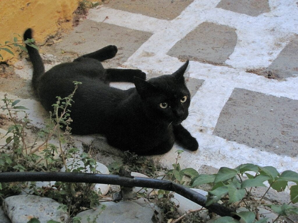 Ravintola Agios Nikolaos