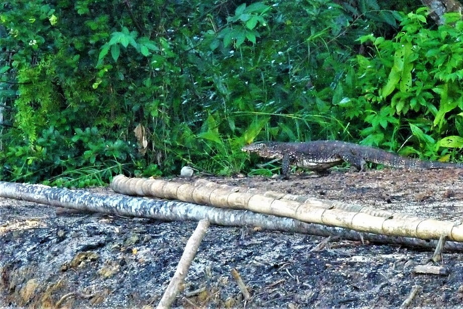 Kolme yötä Bentotassa Sri Lankassa