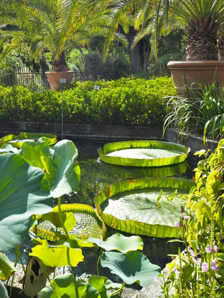 Orto Botanico - Kohti avaraa maailmaa